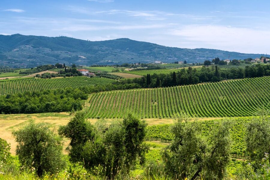 Vinci: The Footsteps of Leonardo and Wine Tasting Tour - Vinci town time: more than just a postcard stop