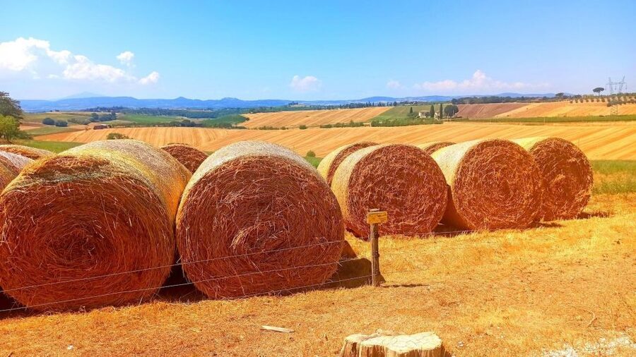 Visit Siena and San Gimignano with lunch at a family farm - Key things I’d prioritize before you go