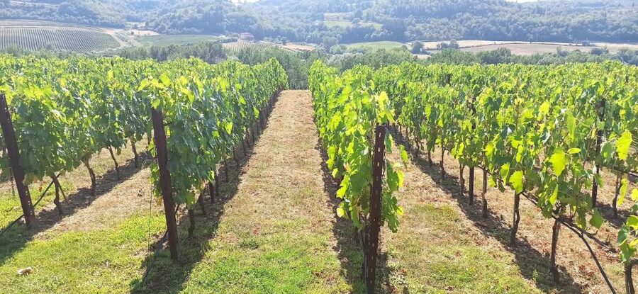 Visit Siena and San Gimignano with lunch at a family farm - From Florence to UNESCO Siena: Piazza del Campo at your pace