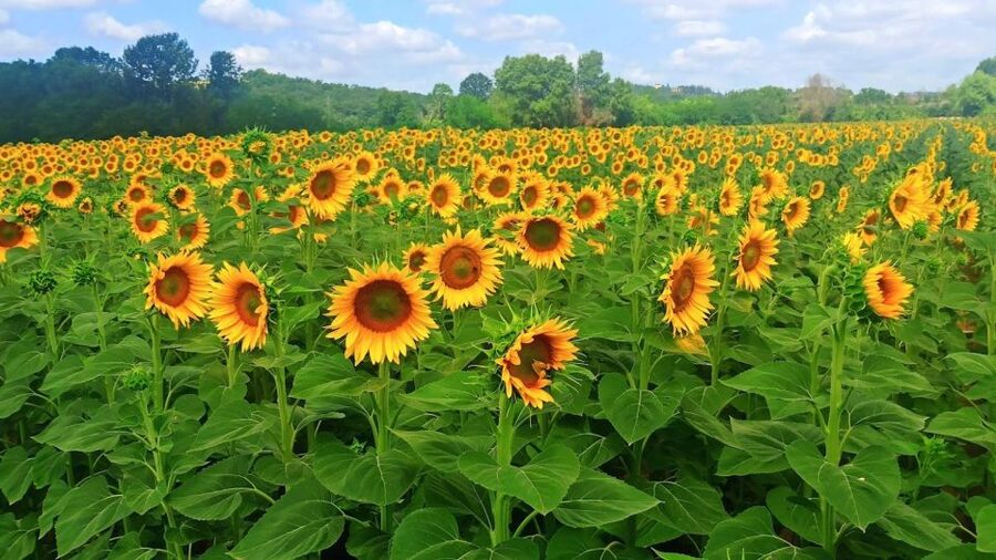 Visit Siena and San Gimignano with lunch at a family farm - Price and what you really get at $259 per person