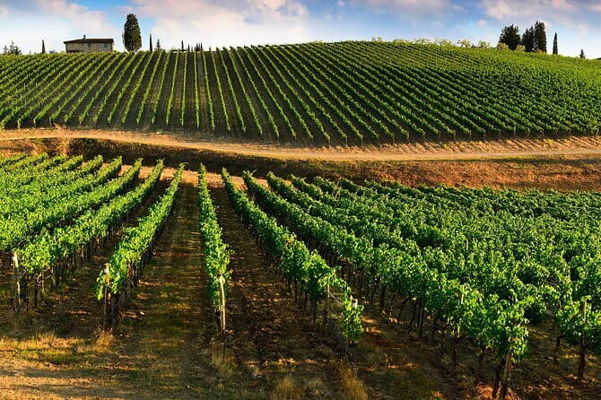 Wine tasting in TWO family wineries around Florence - Greve in Chianti: the short break that changes the mood