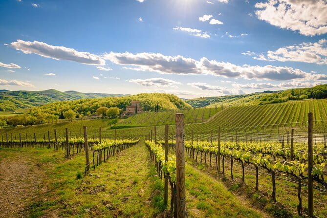 Wine tasting in TWO family wineries around Florence - Montefioralle: medieval village views plus a full Chianti tasting