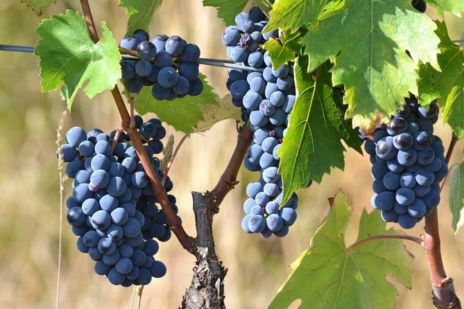 Wine Tour Experience - Roses Garden to Working Cellar: Why the Start Matters
