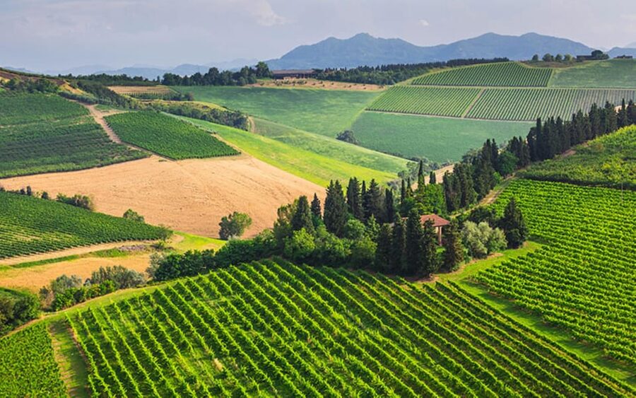 YOUR HONEYMOON IN TUSCANY: Private Chianti Wine Tasting Tour - Lunch in the Chianti hills, plus Vernaccia and Supertuscan tastings
